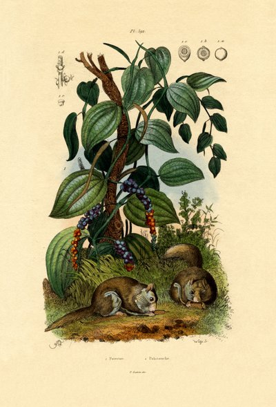 Black Pepper by French School